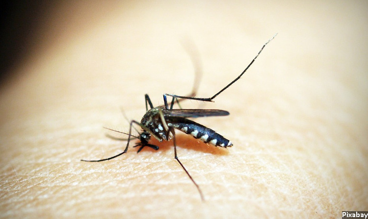 mosquito_750