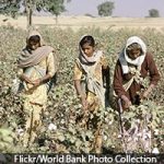 btcotton_200