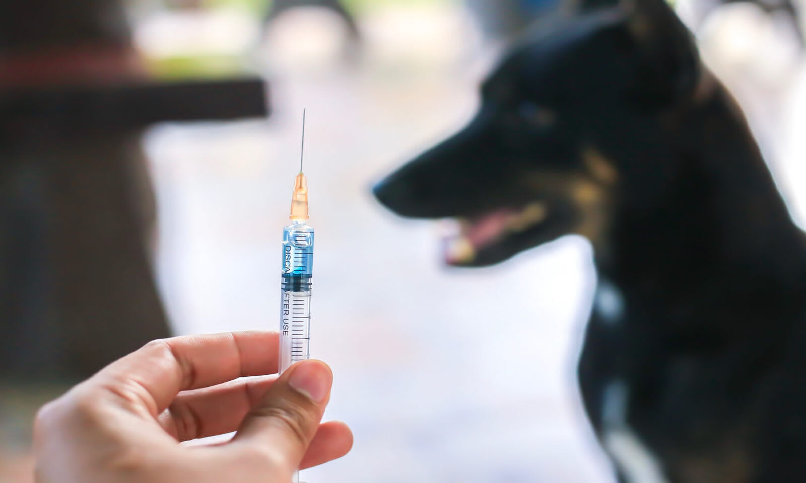 what to do if a vaccinated dog bites you