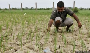 A farmer removes dried plants from his parched paddy field at Narimanpura village, on the outskirts of the western Indian city of Ahmedabad July 30, 2012. Rice is the main summer-sown crop in the country and sowing is over in 14.46 million hectares compared to 16.13 million hectares a year earlier. REUTERS/Amit Dave (INDIA - Tags: AGRICULTURE BUSINESS SOCIETY FOOD EMPLOYMENT) - RTR35N1N