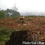 Deforestation_200